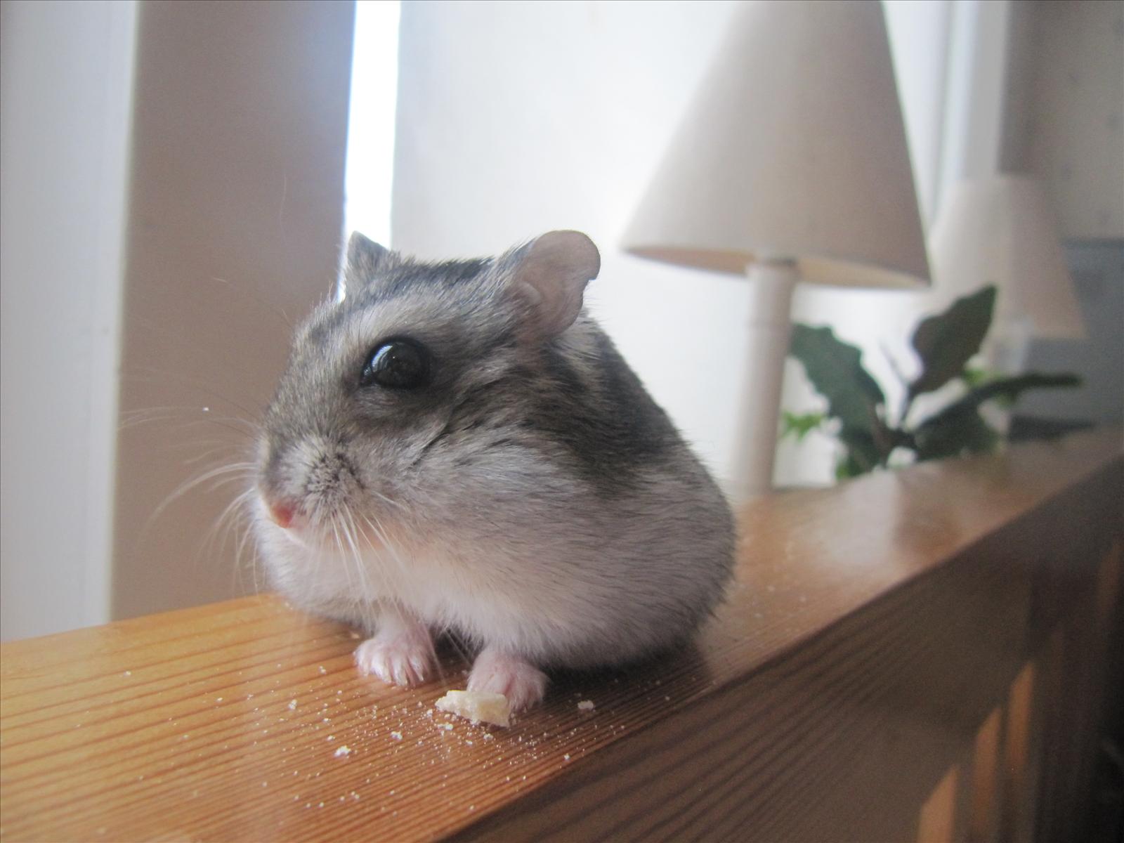 Jul Hamster Tävling 2010