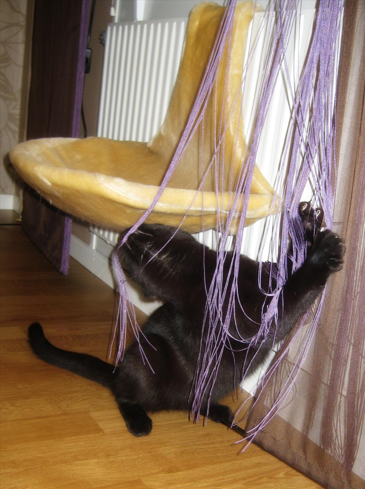 Fototävling - Äkta Kattglädje! 