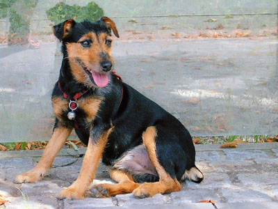 Tysk jaktterrier