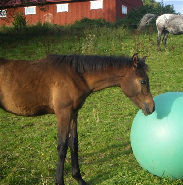 boll.jpg