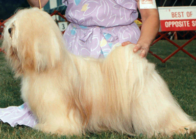 Lhasa apso.jpg