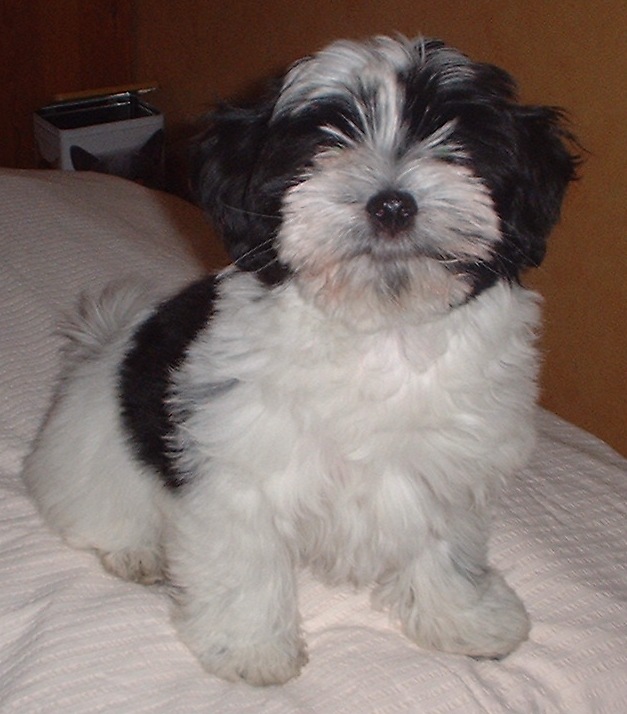 Månadens Bichon - Juni