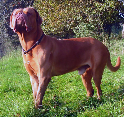 Dogue de bordeaux