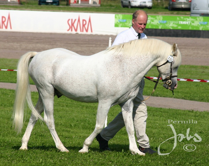 Paddock Camargue RW 91, Axevalla 2010-08-07. Foto: Pernilla Jobs©