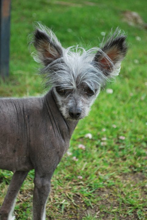 Månadens Hund - November