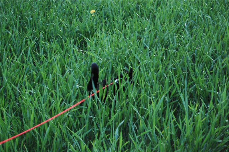 Fototävling - Sommarkatt 2009 