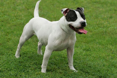 Staffordshire bullterrier