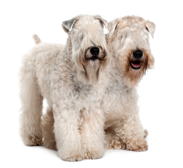 Irish softcoated wheaten terrier