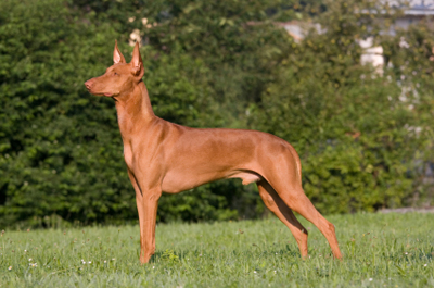 Faraohund