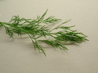 dill.jpg