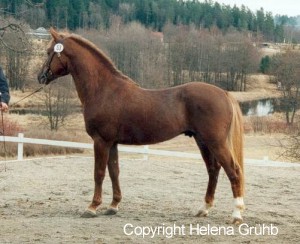 Dodlease Dancing Gold