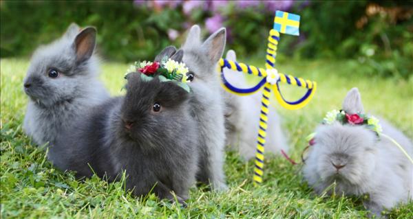 midsommar2.jpg