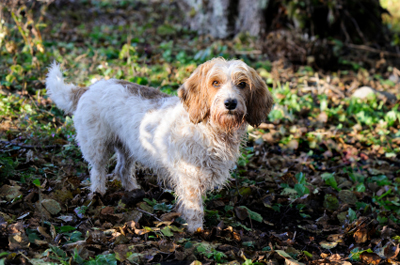 Petit basset griffon vendéen