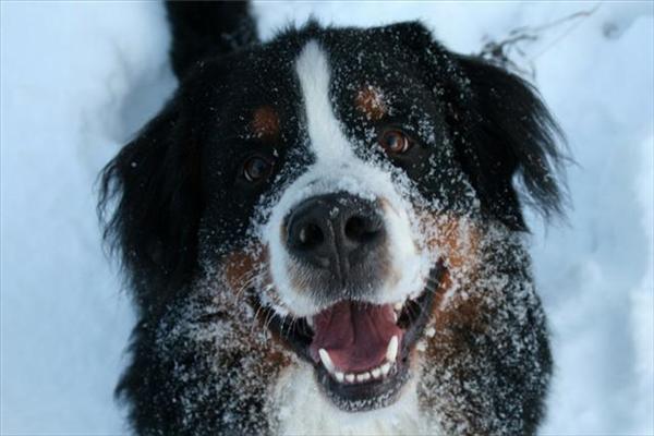 Berner sennen Aramis. Foto: Vargnatt
