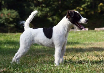 Parson russell terrier