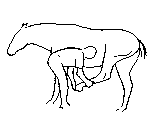 13.gif