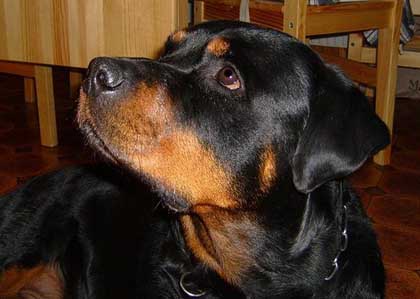 Foto: Rottweiler