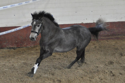 Geralja´s Leandro