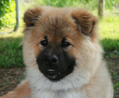 Eurasier1.jpg