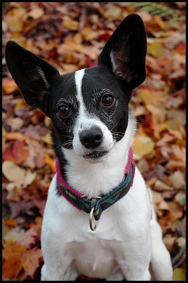 Månadens Hund - November