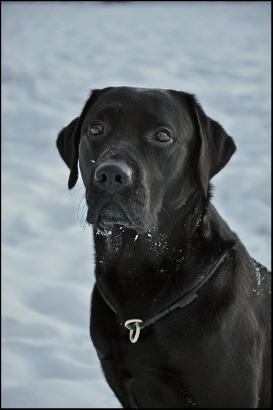 Månadens Hund - December