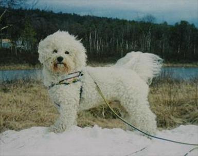 Hunden Gizmo Ägare: Malin (mallanz på iFokus)