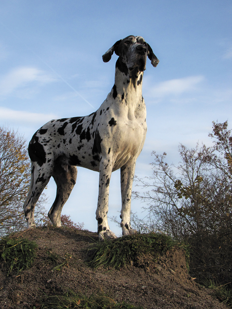 Månadens Hund - November