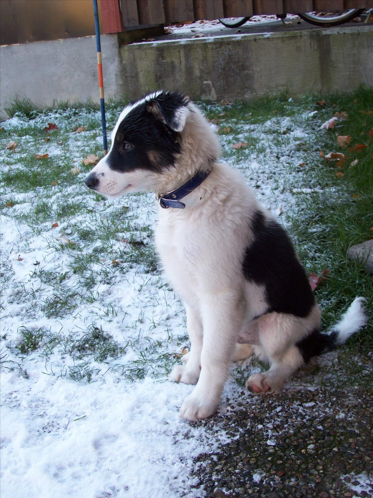 Månadens Hund - November