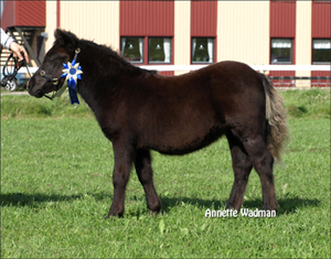 09sssriks_carthorse_gilraen.jpg