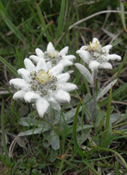 edelweiss1.jpg