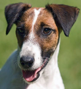 Släthårig foxterrier