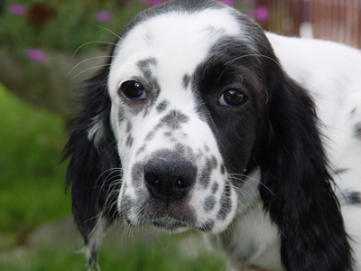 Engelsk setter