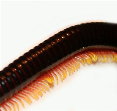 Trigoniulus sp (7).JPG