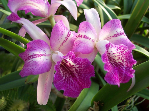 blomma.jpg