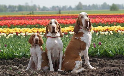 Bracco italiano