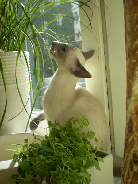 http://www.ifokus.se/ShowUserFile.aspx?BinaryId=e8fe0251-b6a8-4fd0-be54-635973e8776e