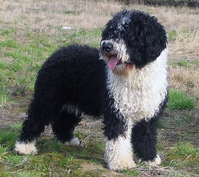 Perro de agua espanol