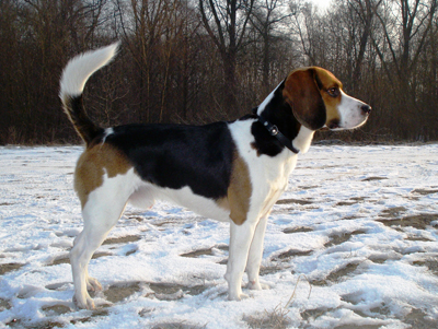 Beagle harrier