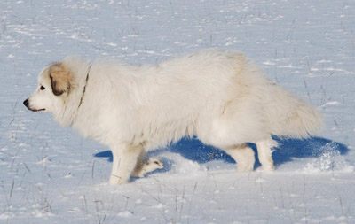 Pyrenéerhund