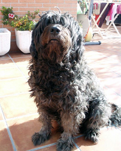 Gos datura catala