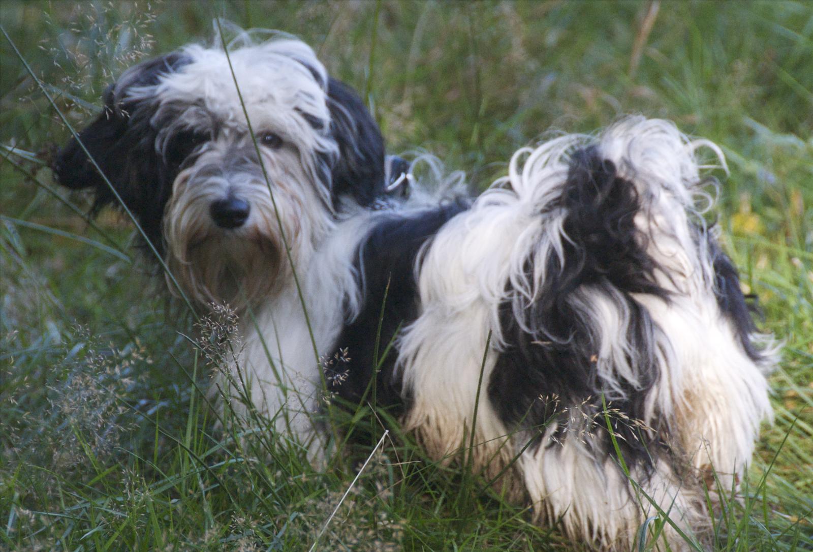 Månadens Bichon - September