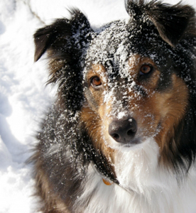 Australian shepherd
