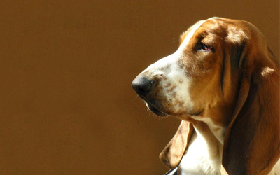 Basset hound