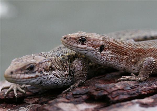 Zootoca vivipara, skogsödlor, närbild Foto: Peter