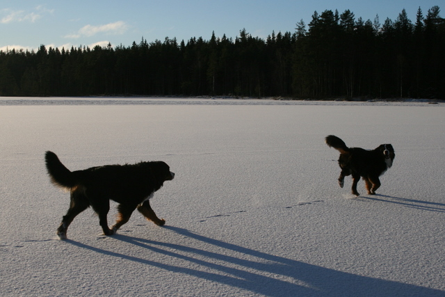 Tävling januari 2009