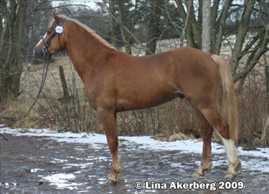 kingstown-goldie.jpg