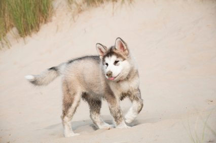 Alaskan malamute7.jpg