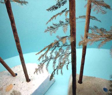 Pine Tree.jpg