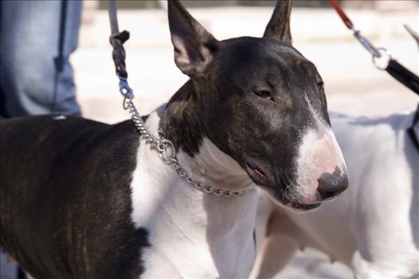 bullterrier.jpg