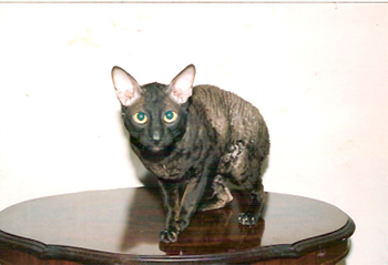 ivanhoe03.jpg